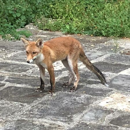 Antica Dimora Di Laura Daire Barberino di Mugello Dış mekan fotoğraf